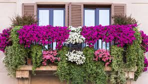 Non appassiscono e si mantengono sempre freschi, anno dopo anno. La Prima Edizione Del Concorso Balconi Fioriti A Colorno