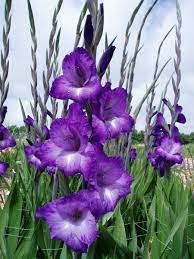 Gladiolus From The Iris Family Also The Medical Term For The Body Of The Sternum Which Protects The Heart This Will Be My W Gladiolus Flowers Wedding Flowers