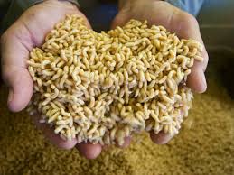 We did not find results for: Maggot Farmers Have Own Gag Lines The Spokesman Review