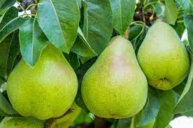 View our entire collection of fruit trees for sale. What Fruit Trees Grow In Zone 6 Tips On Choosing Fruit Trees For Zone 6
