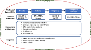 One in eight women in the united states (roughly 12%) will develop women who are overweight or obese after menopause are more likely to get breast cancer. Environmental Exposures During Windows Of Susceptibility For Breast Cancer A Framework For Prevention Research Breast Cancer Research Full Text