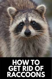 How To Get Rid Of Raccoons In Your Backyard Quickly 2021 Own The Yard Getting Rid Of Raccoons Raccoon Backyard
