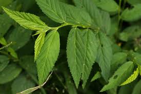 Image result for Sida acuta