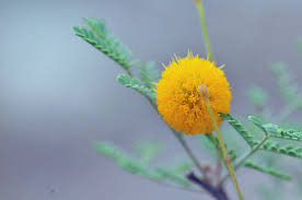 Image result for Acacia farnesiana