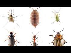 We specialize in residential and commercial pest control and we like to think of ourselves as the #1 best termite and pest company in town. Gunter Pest Lawn Gunterpestlawn Profile Pinterest