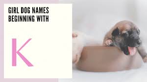 Best overall strong and powerful creative and clever cute and sweet big dog small dog unusual weird. Girl Dog Names That Will Stand The Test Of Time 100 Gorgeous Ones That Will Stand The Test Of Time
