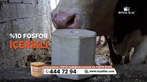 hayvanlarda toprak yemeyi onleyen fosfor block royal ilac youtube