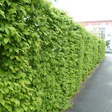 Charmecarpinus Betulus Arbre Pour Haie Haies De Jardin Charmille
