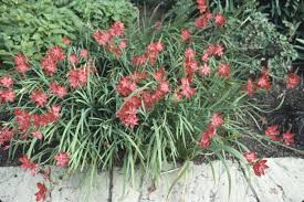 Image result for Hesperantha