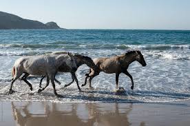 Maybe you would like to learn more about one of these? Three Horses Running Along The Beach By Alice Nerr Horse Sea