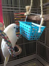 Genius Diy Bird Toy Ideas Parrot Stands