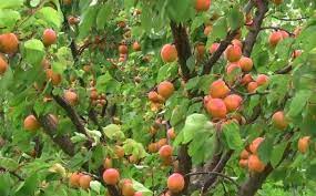 The blenheim tree is quite versatile because it blossoms later th Blenheim Apricot Tree Fruit Apricot Tree Apricot