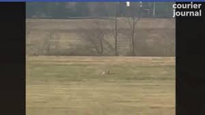 Mountain lions once lived in indiana but disappeared from the state by the late 1800s. Indiana Cougar Caught On Video Was Really A Domestic Cat