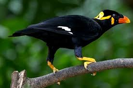 Beo Nias, Satwa Langka yang Pandai Meniru - Greeners.Co