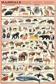Mammal Orders Poster By Feenixx Educational