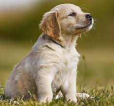 What shots do puppies need. Puppy Vaccinations When To Get Them And Why Petsmart