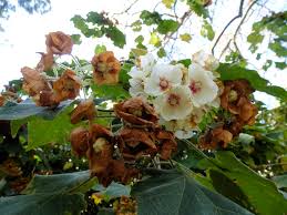 Image result for Dombeya burgessiae