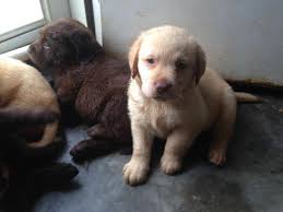 These 3 male pups are from our amazing rocky and the beautiful ash. Akc Labrador Retriever Pus For Sale For Sale In Mount Gilead North Carolina Classified Americanlisted Com