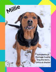 Charlotte is waiting to meet you at the Portage County Dog Warden's Office  & Shelter! She has been waiting since March 2024! Shelter Hours: Monday