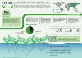 Image result for Azolla
