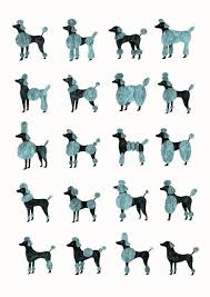 Modern Poodle Grooming Chart Illustration Print Pup Art