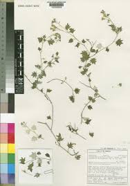 Image result for Cineraria mazoensis