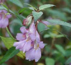 Image result for Impatiens bequaertii