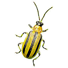 Black and orange beetle bugs are a common site throughout north american, resulting in us receiving many inquiries into them. Identify And Control Cucumber Beetles Striped And Spotted