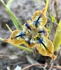 Image result for Ferraria glutinosa