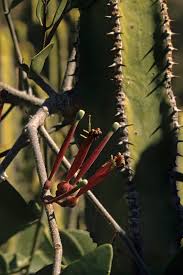 Image result for Tapinanthus oleifolius