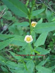 Image result for Sida acuta