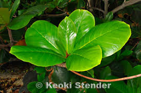 Image result for Terminalia stuhlmannii