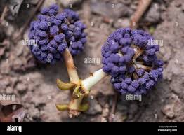 Image result for Memecylon sp. D