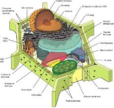 They contain ribosomes and a nucleoid which also lack membranes. Are Plants More Primitive Life Forms Than Animals In General Quora