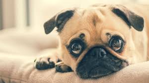 Hemorrhoids for your dog can be very painful and troublesome. Dog Hemorrhoids Causes Symptoms And Treatment Barking Royalty