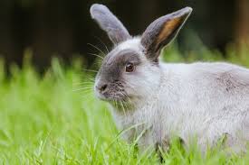 16 Names That Mean Rabbit Littleonemag