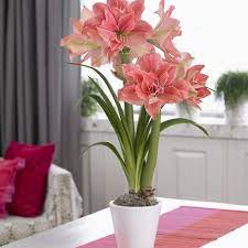 Amaryllis Sweet Nymph 32 34cm Lily Flower Seeds Amaryllis Plant Amaryllis Bulbs