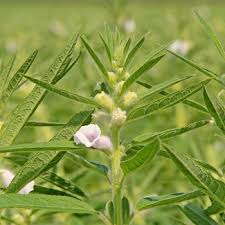 Image result for Sesamum angolense