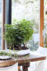 Image result for Polyscias