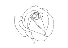 Malvorlagen Rosen Und Rosenknospen Zum Ausmalen