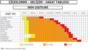 Peki aralık ayında hangi sebzeler ekilir? Meyvelerin Olgunlasma Zamanlari Fidan Istanbul Internetten Fidan Ve Fide Siparisi Her Cesit Peyzaj Bitkileri