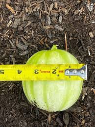 Image result for Cucumis meeusei