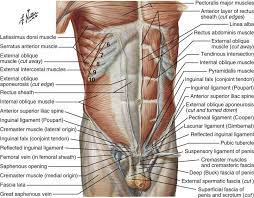 The groin is the area in the body where the upper thighs meet the lowest part of the abdomen. Musculoskeletal Sources Of Abdominal And Groin Pain Athletic Pubalgia Hernias And Abdominal Strains Musculoskeletal Key