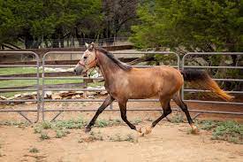 Aero Is A Three Year Old Arab No Papers Gelding Who Is Being Fostered At Bluebonnet Equine Humane Society If He S Not Horses Horse Training Humane Society