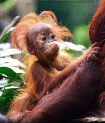 Pix For Gt Chimpanzee With Down Syndrome Cute Endangered Animals Cute Animals Cute Baby Animals