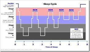 Understanding Sleep For Optimal Recovery Productivity Sleep Cycle Stages Sleep Cycle Chart Sleep Cycle