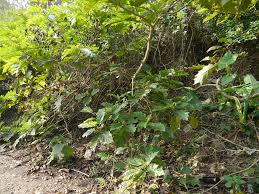 Image result for Solanum chrysotrichum