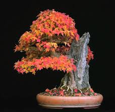 Having to grow a bonsai, which will resemble a miniature of a tree, is dependent on the care that you will provide. Home Www Bonsai Dubai Com