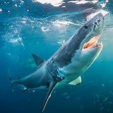 Carcharodon carcharias, more commonly known as the great white shark, is one of more than 450 shark species and is the largest of all predatory sharks in the ocean today. 10 Illuminating Facts About Great White Sharks