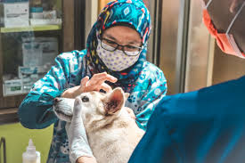 8a, karet tengsin, tanah abang, jakarta pusat telephone: Gustavet Small Animal Clinic